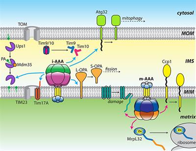 Multifunctional Mitochondrial AAA Proteases